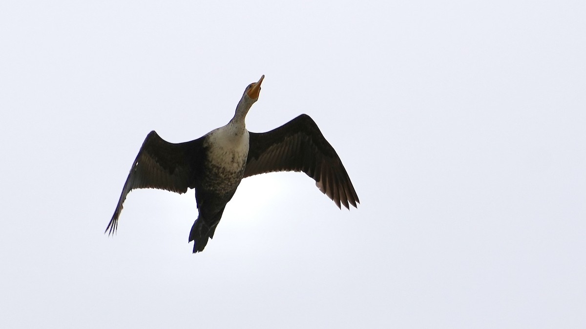 Double-crested Cormorant - Sunil Thirkannad