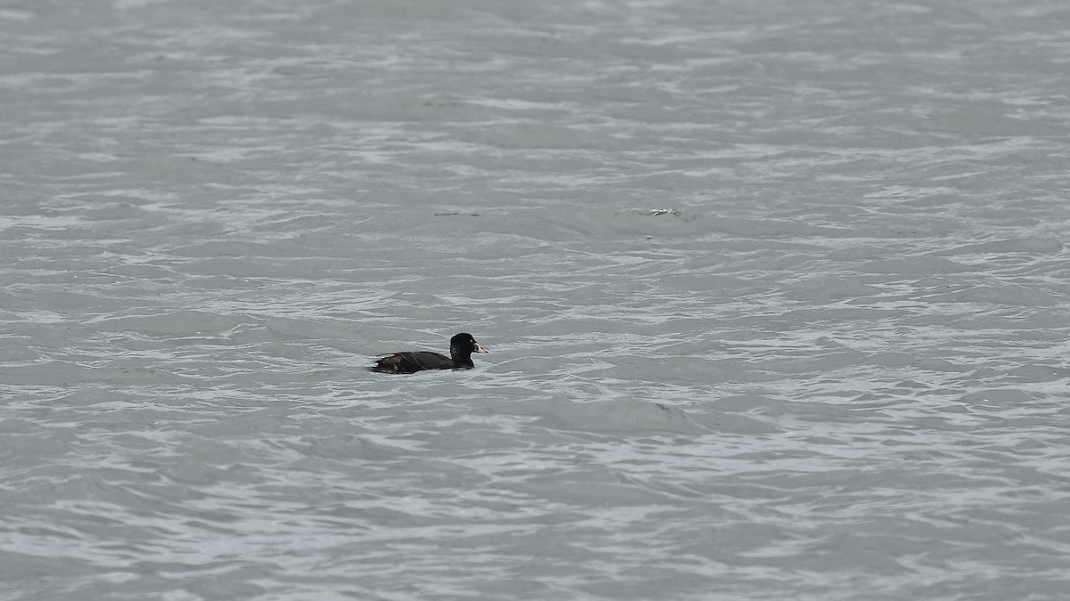 Surf Scoter - Sunil Thirkannad