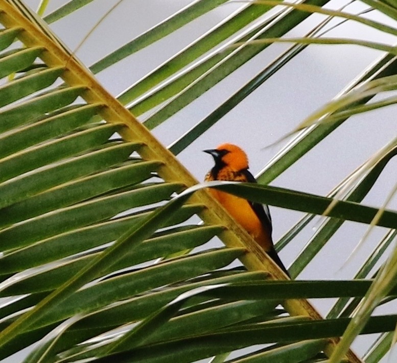 Spot-breasted Oriole - Richard Greenhalgh