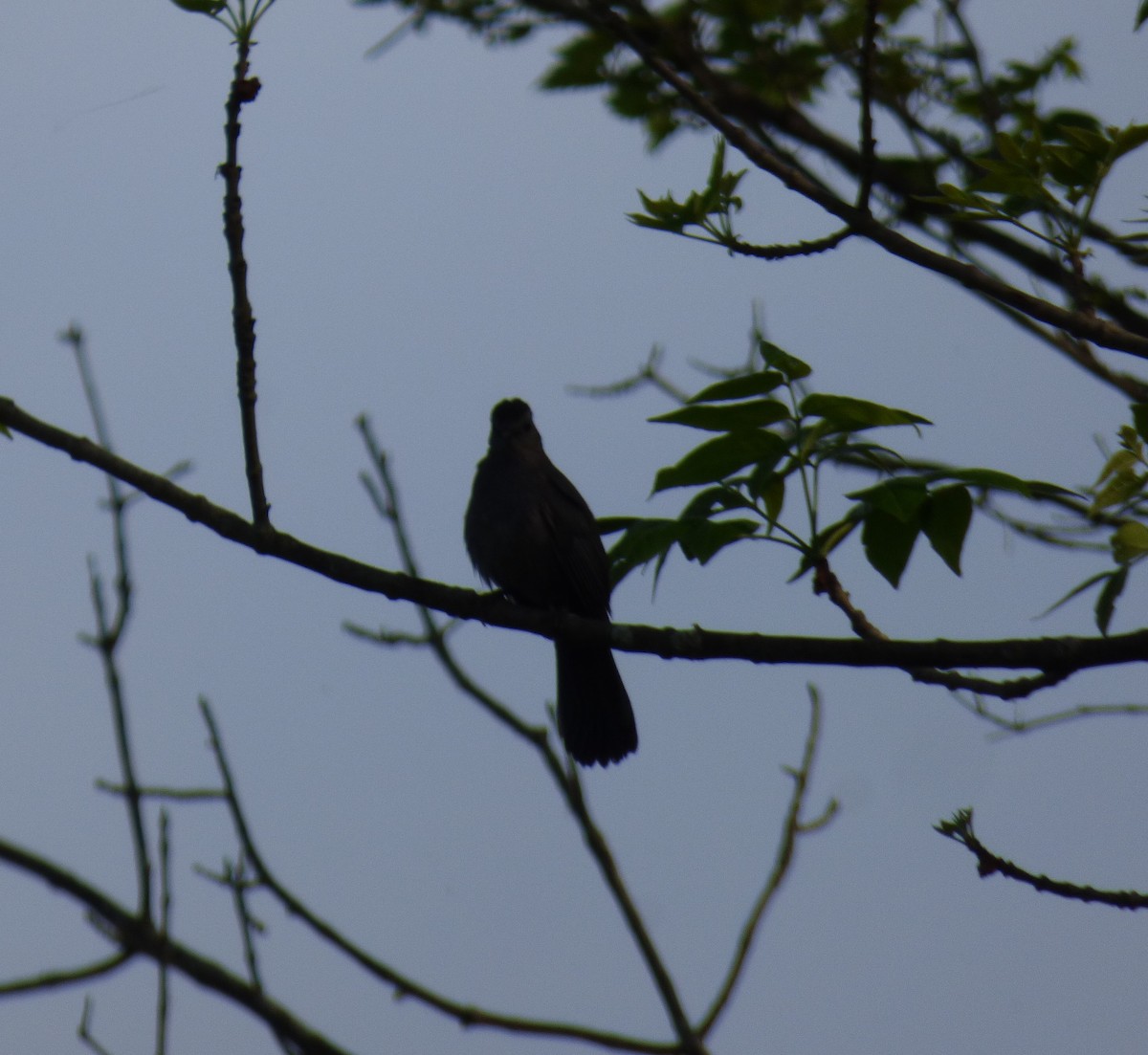 Gray Catbird - Kathy Haase