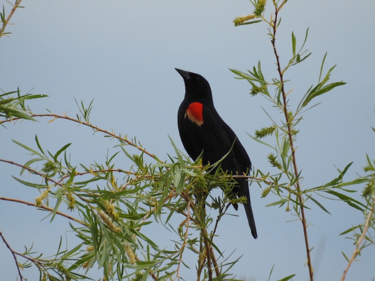 Red-winged Blackbird - Becky Boley