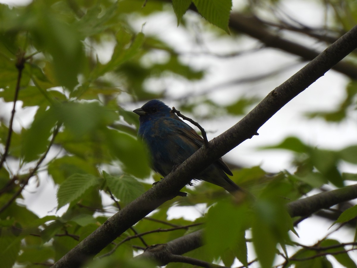 Indigo Bunting - George Prieksaitis