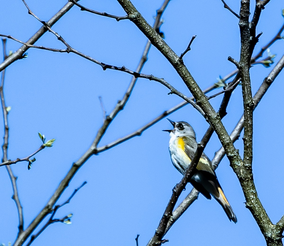 American Redstart - Mark Strittmatter