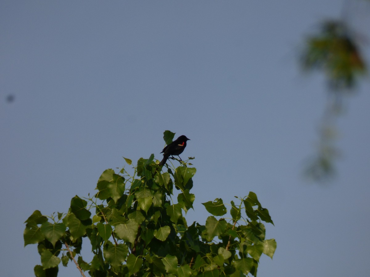 Red-winged Blackbird - Kathy Haase