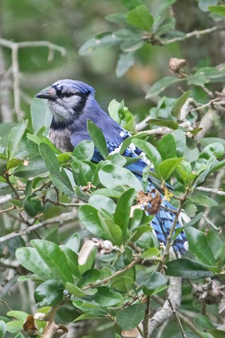 Blue Jay - ML619149486