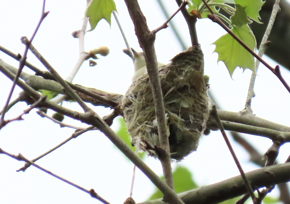 Warbling Vireo (Eastern) - Cindy Edwardson