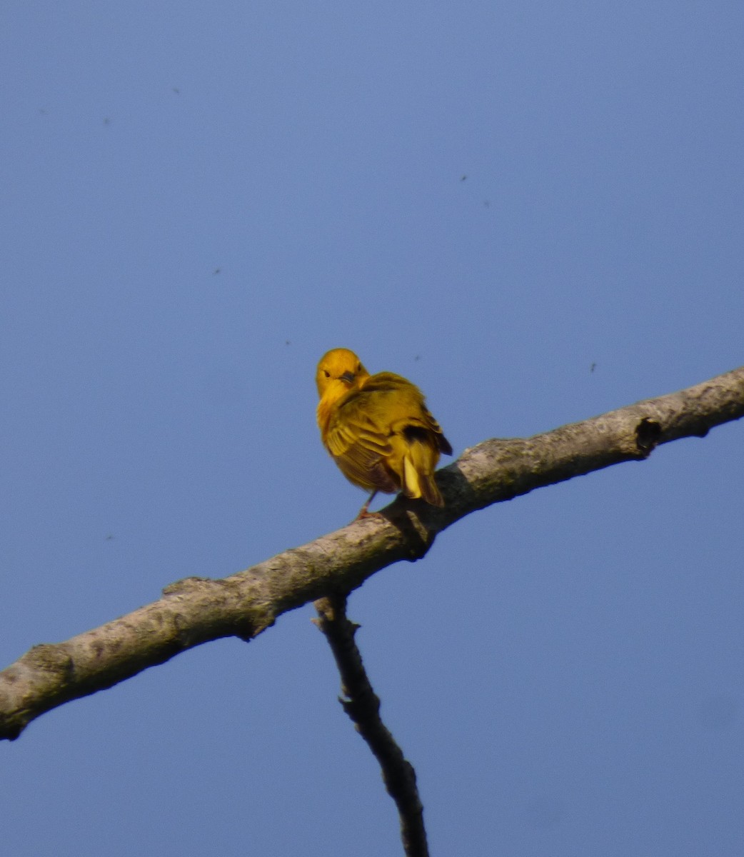 Yellow Warbler - Kathy Haase