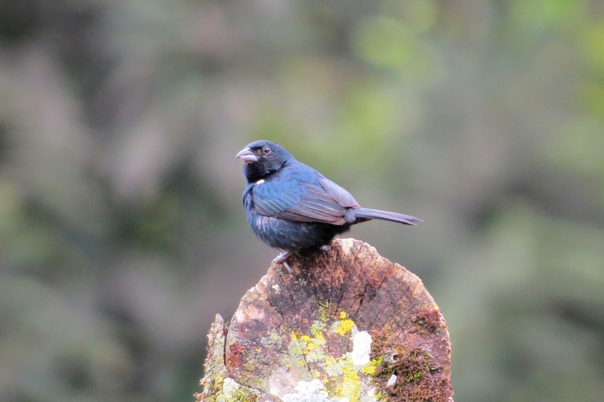 Blue-black Grassquit - ML619149494