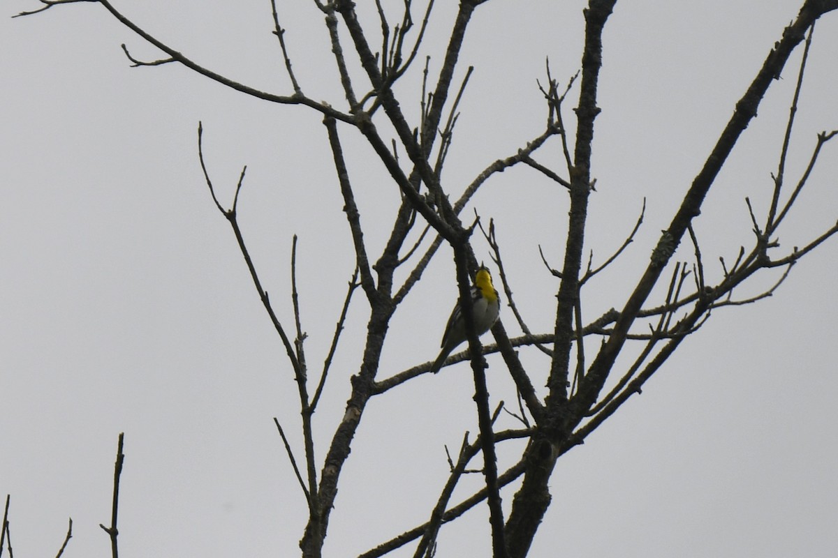 Yellow-throated Warbler - Kazumi Ohira