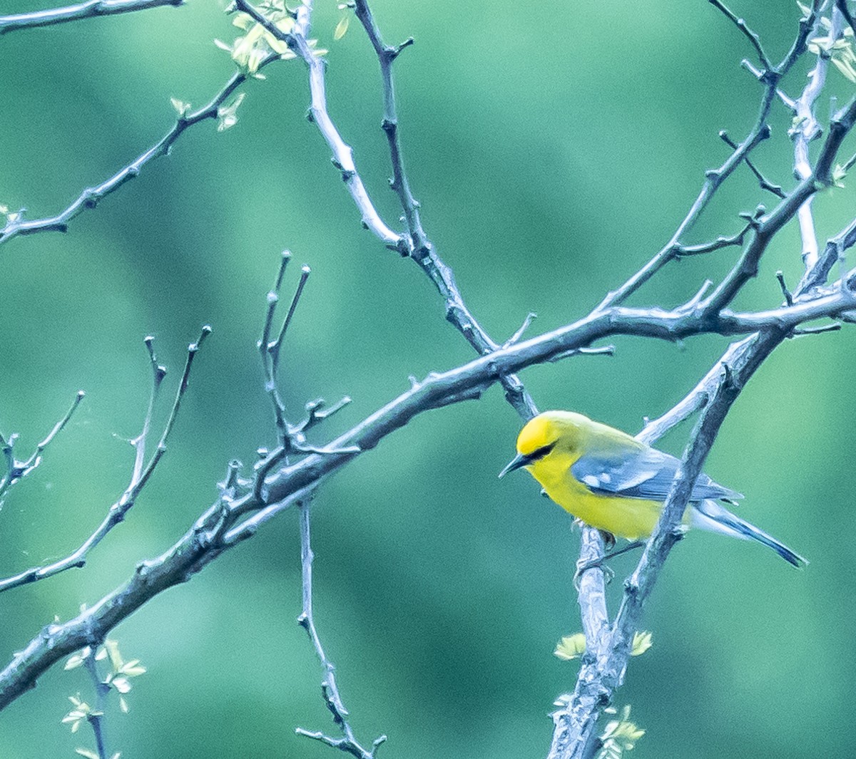Blue-winged Warbler - Mark Strittmatter