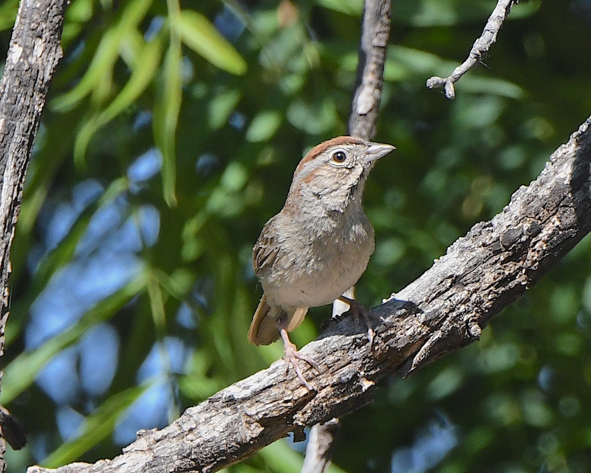 Rufous-crowned Sparrow - Ted Wolff