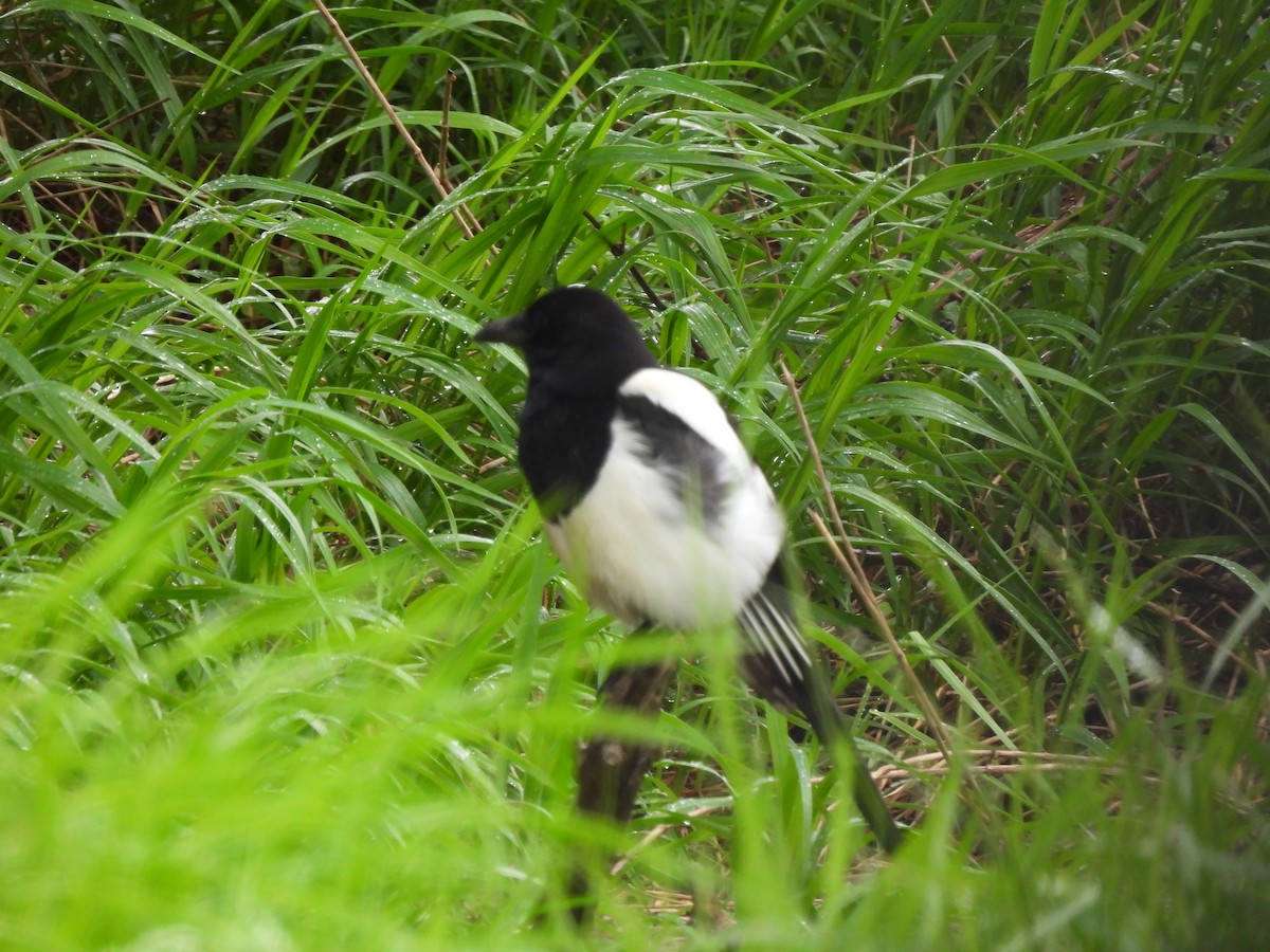 Black-billed Magpie - George Prieksaitis