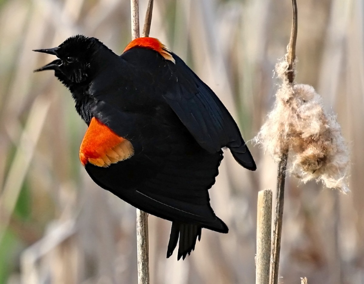 Red-winged Blackbird - ML619149522