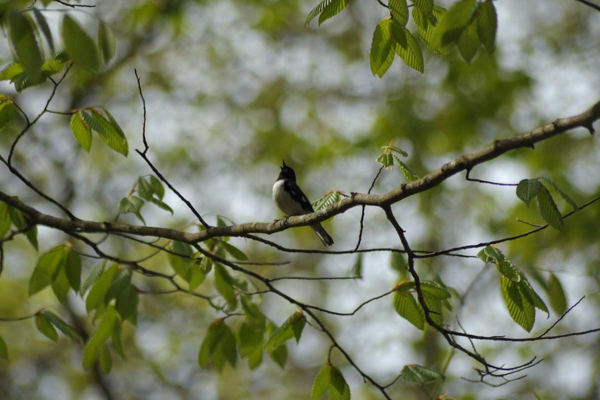 Black-throated Blue Warbler - Ari C