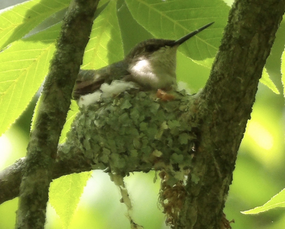 Ruby-throated Hummingbird - Kathy Rickey