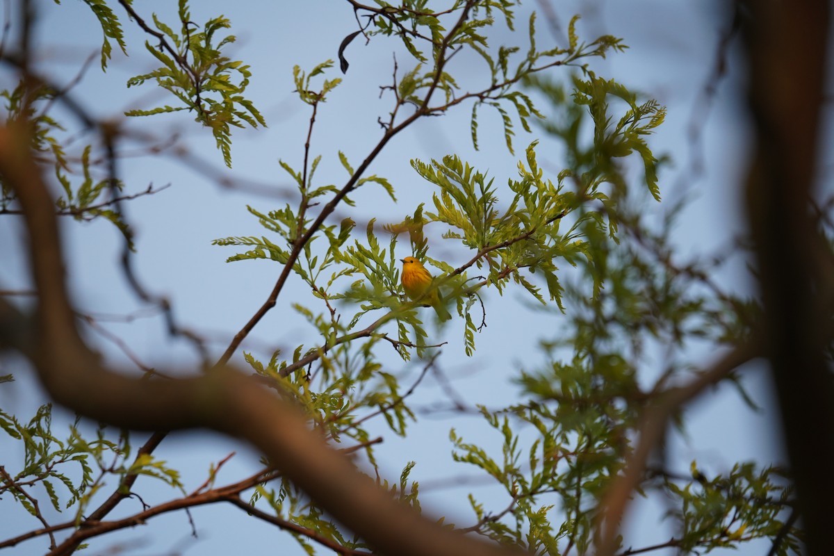 Paruline jaune - ML619149571