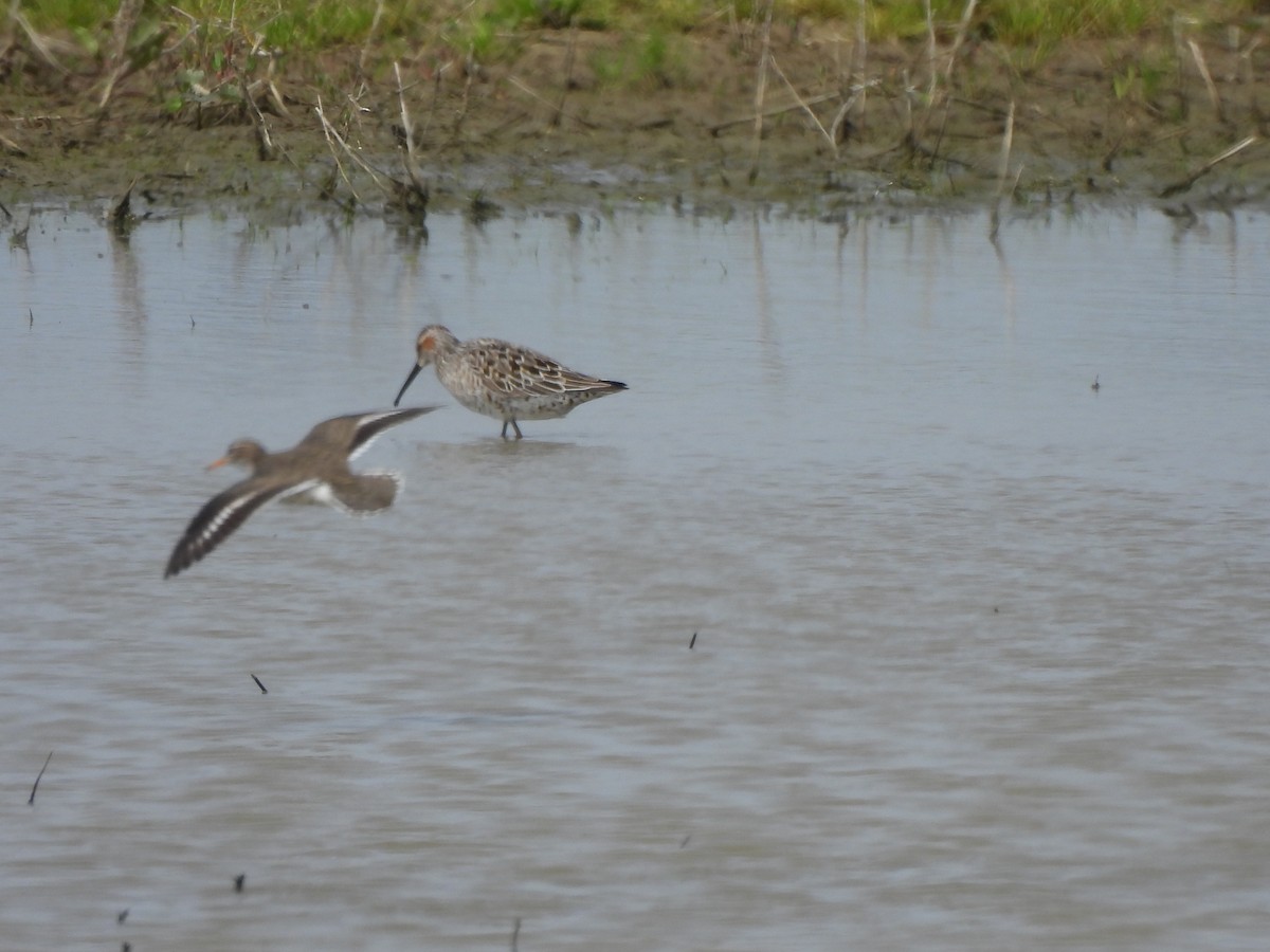 Stilt Sandpiper - ML619149576