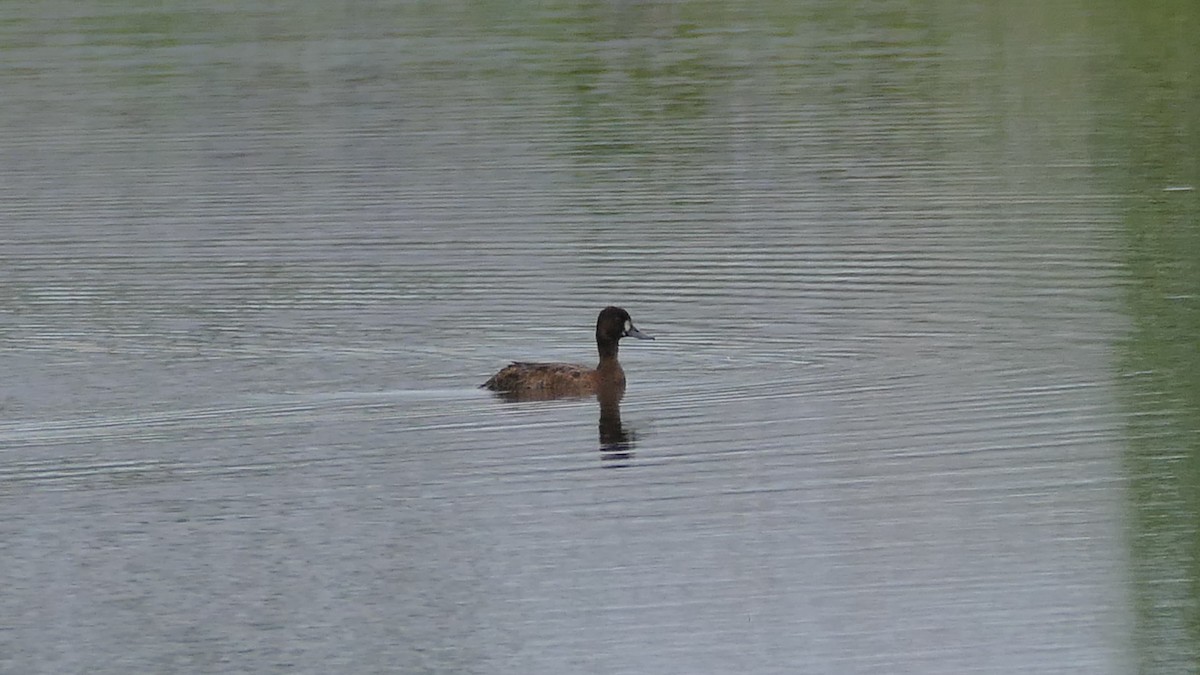 Lesser Scaup - Avery Fish
