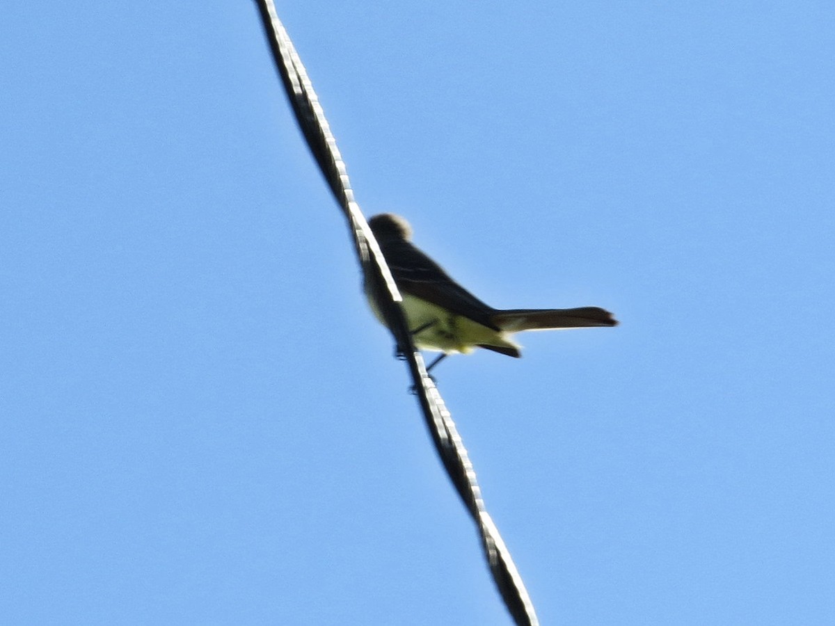 Great Crested Flycatcher - ML619149592