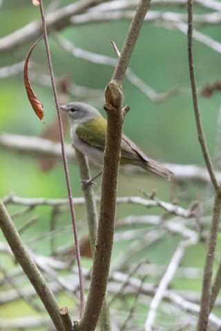 Tennessee Warbler - Gary Botello