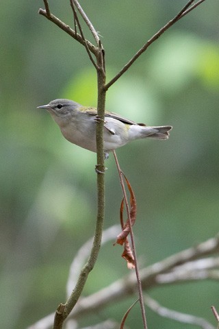 Tennessee Warbler - Gary Botello