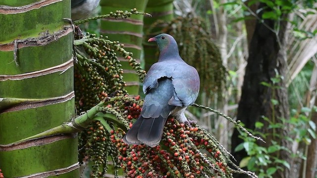 New Zealand Pigeon - ML619149643