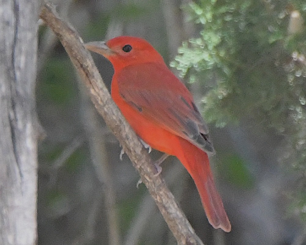 Summer Tanager - Ted Wolff