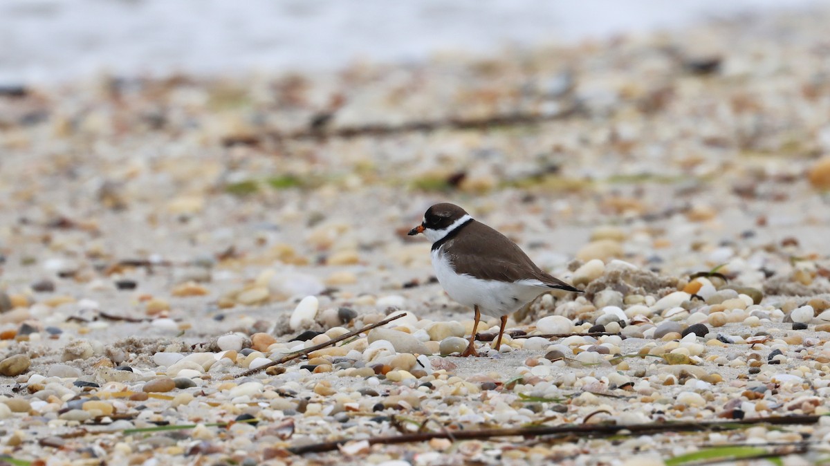 Semipalmated Plover - ML619149661