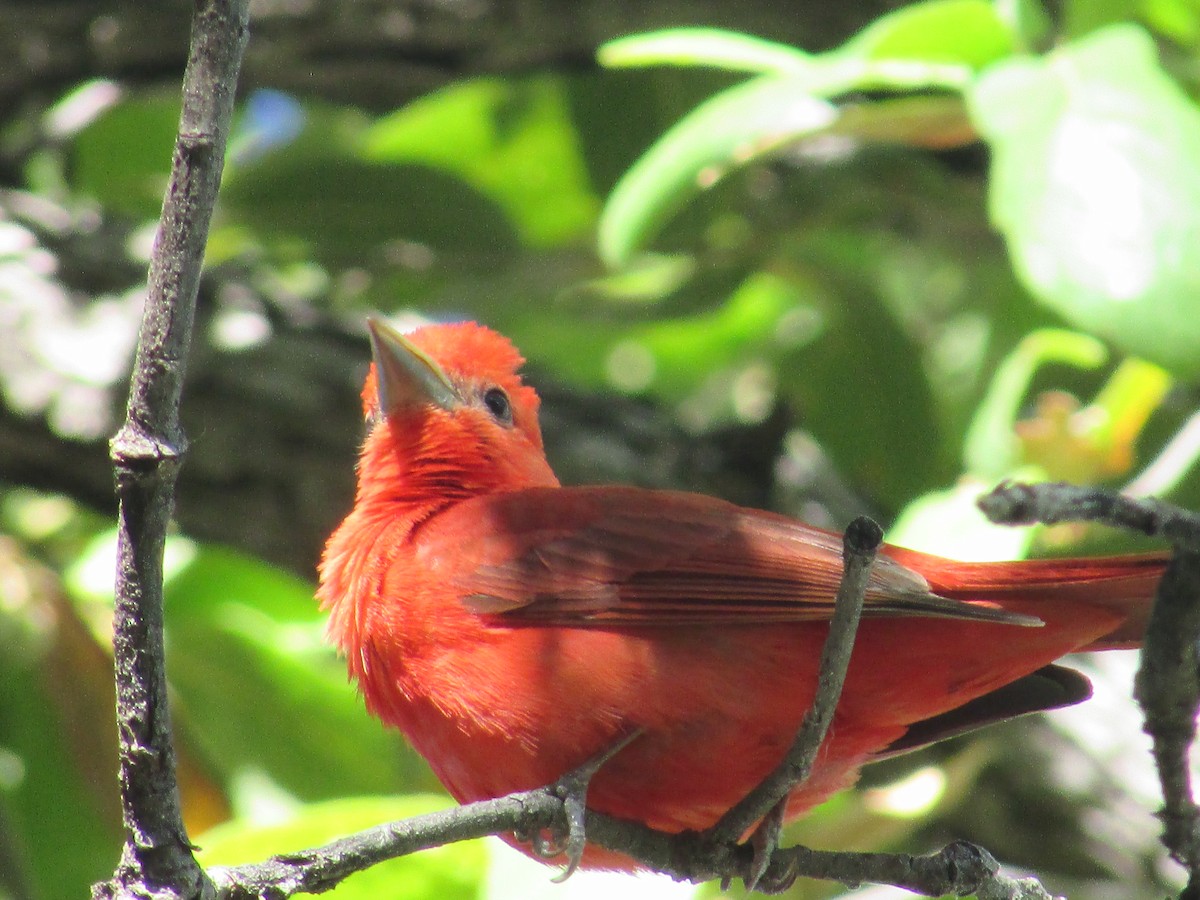 Summer Tanager - ML619149667