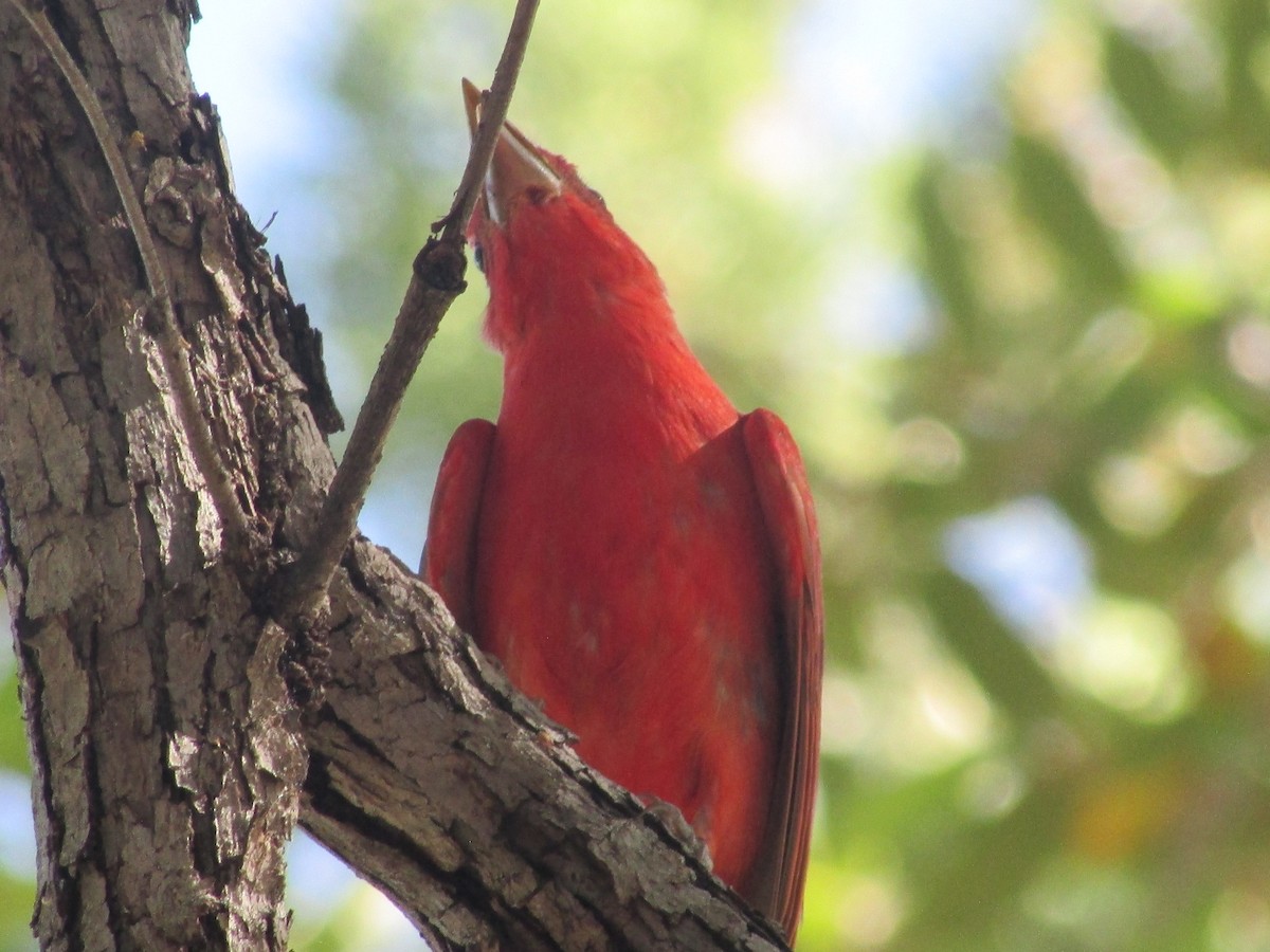 Summer Tanager - ML619149668