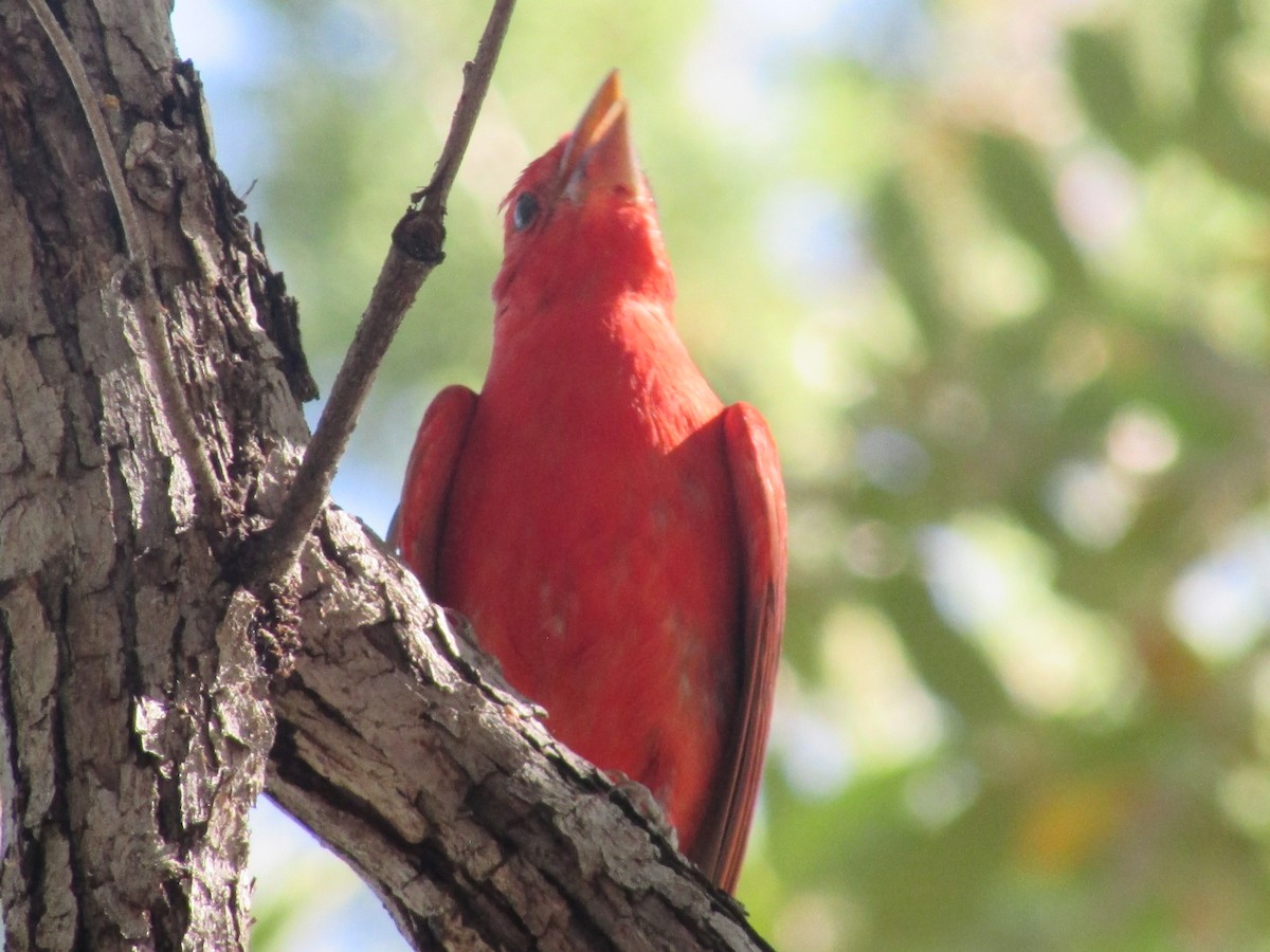 Piranga Roja - ML619149670