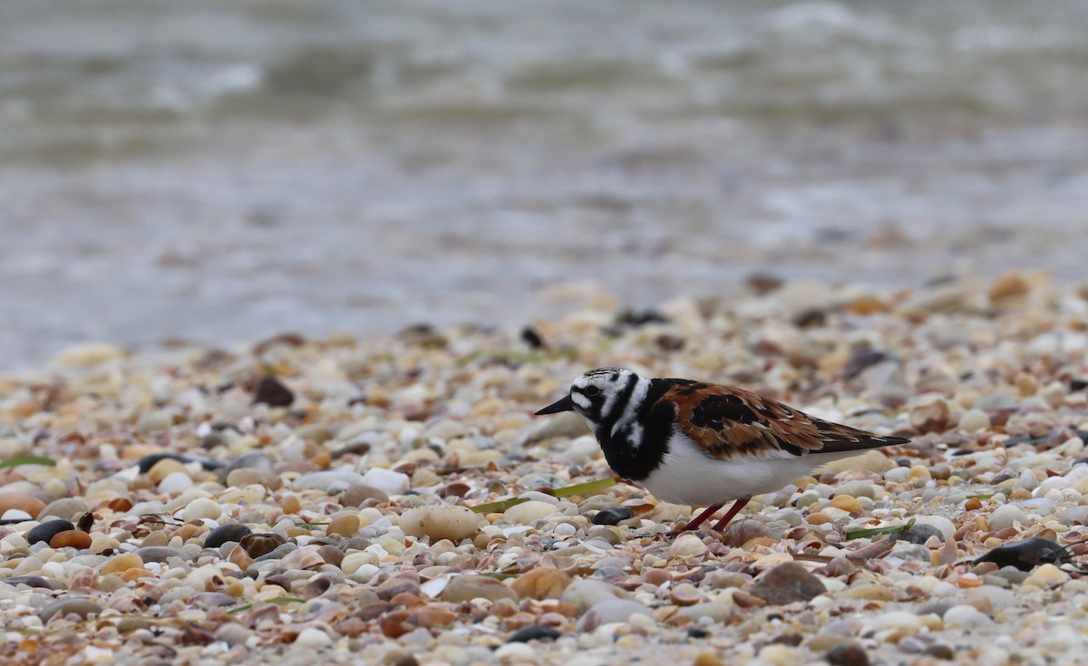 Ruddy Turnstone - Stefan Mutchnick