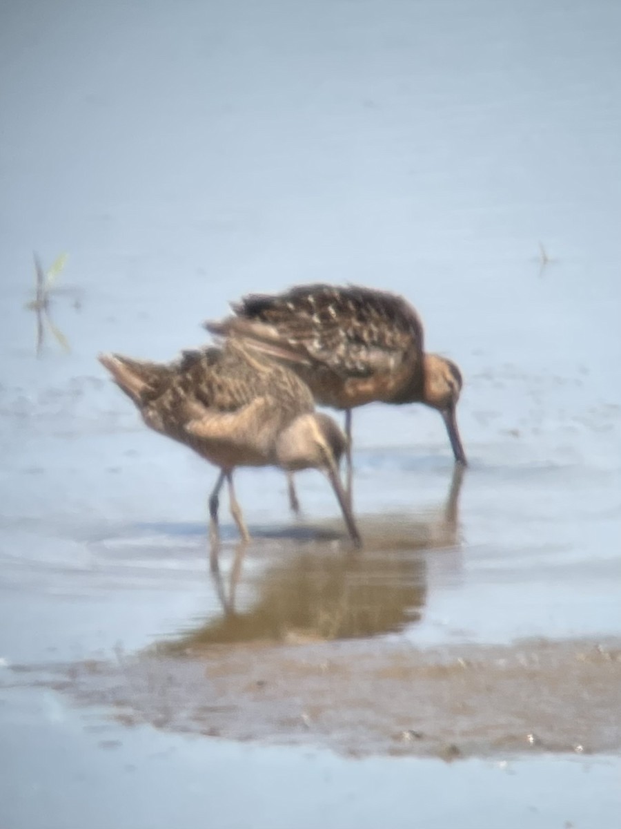 Long-billed Dowitcher - Dominic Valenti