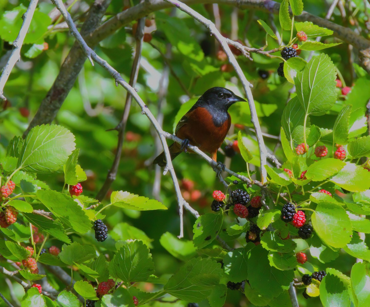 Orchard Oriole - ML619149716