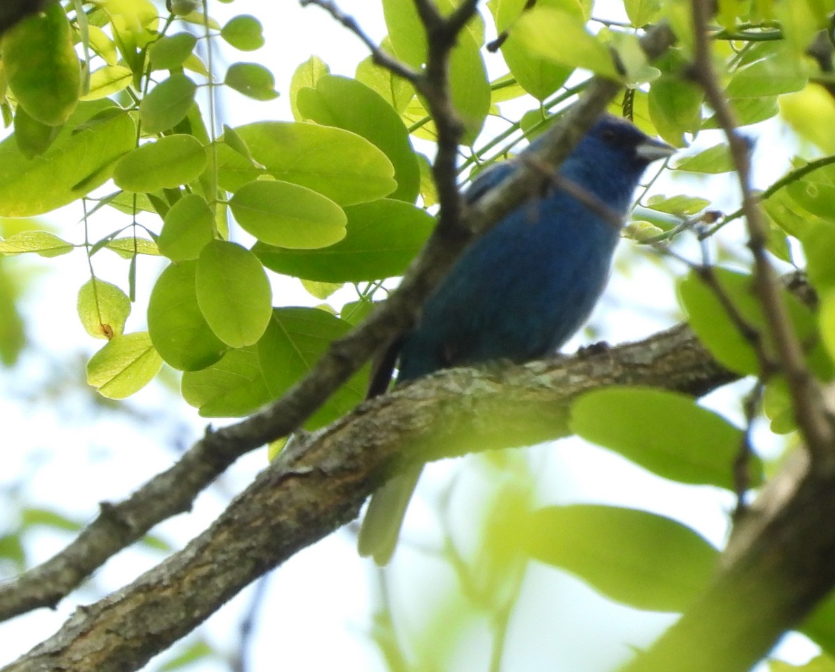 Indigo Bunting - ML619149720
