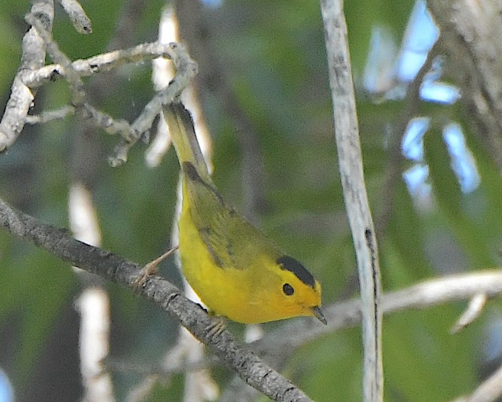 Wilson's Warbler - Ted Wolff