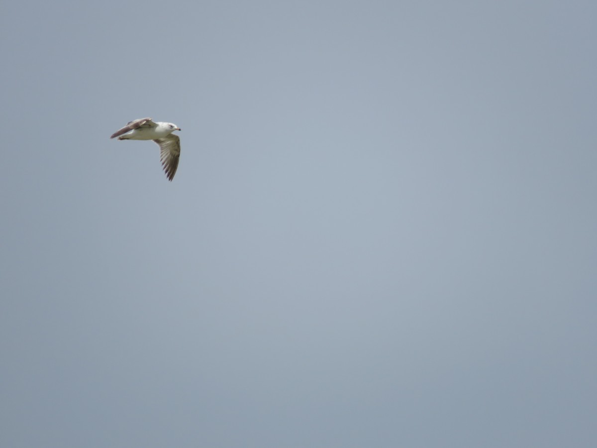 Ring-billed Gull - Jim Crites