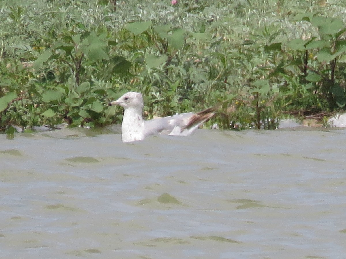 Ring-billed Gull - Jim Crites