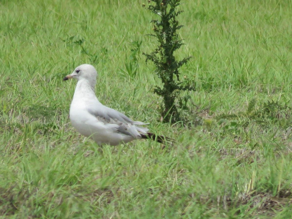 Ring-billed Gull - Jim Crites