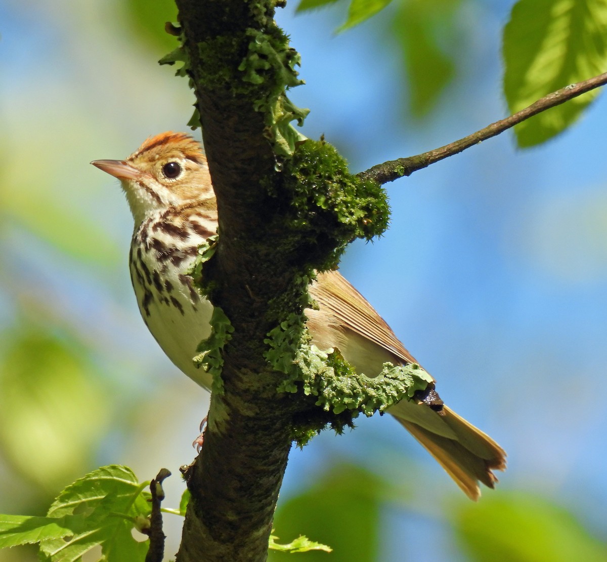 Ovenbird - ML619149765