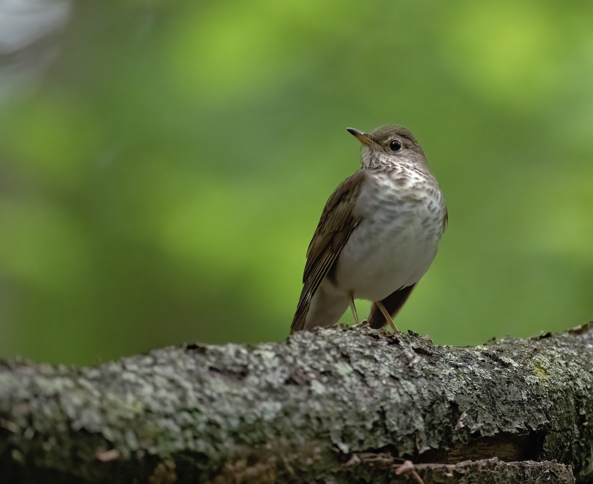 Bicknell's Thrush - ML619149769