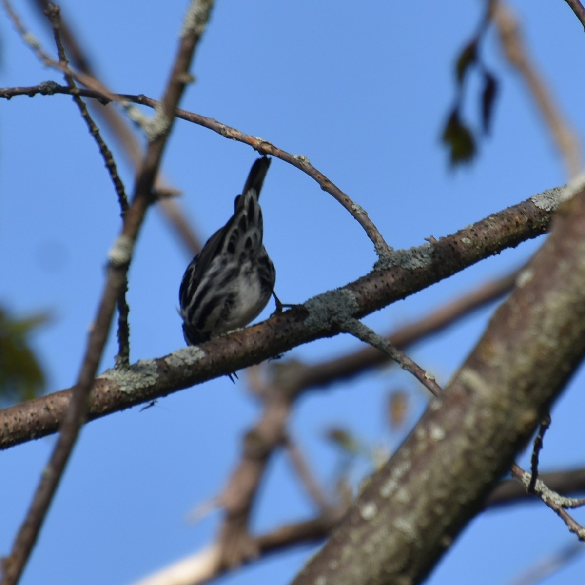 Black-and-white Warbler - Tracy Datlen