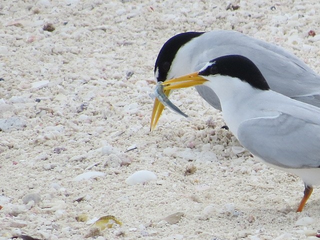 Least Tern - Bahamas Outdoors Limited .