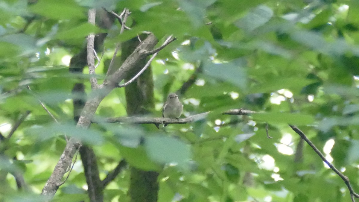 Acadian Flycatcher - Avery Fish