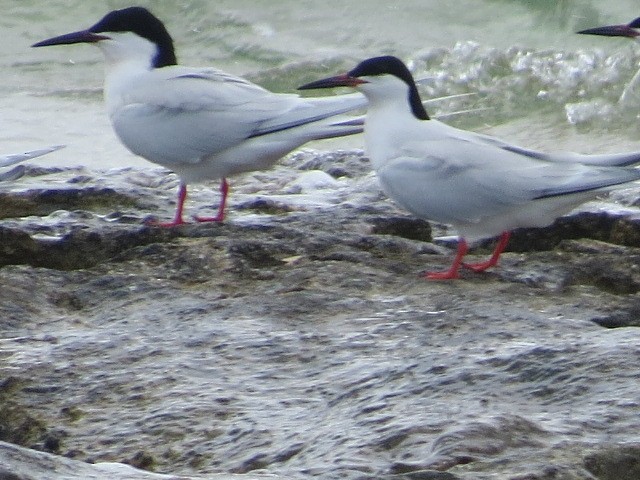 Roseate Tern - Bahamas Outdoors Limited .