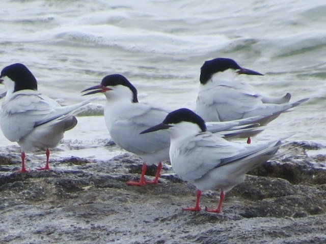 Roseate Tern - Bahamas Outdoors Limited .