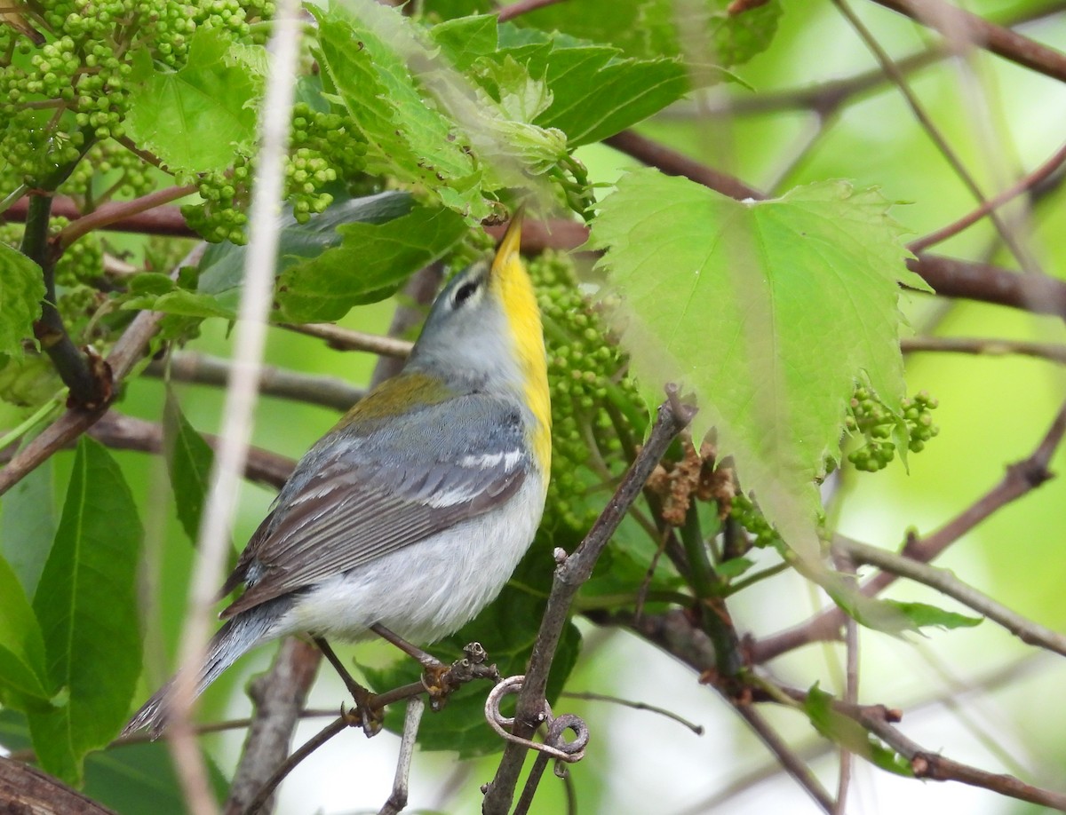 Northern Parula - ML619149852