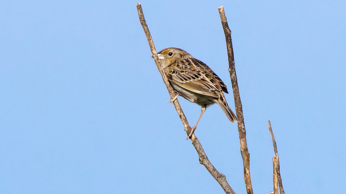 Grasshopper Sparrow - Bob Scheidt