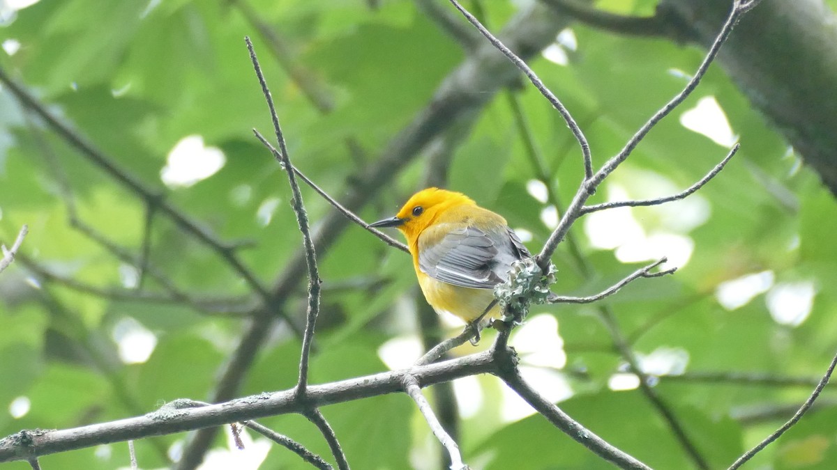 Prothonotary Warbler - Avery Fish