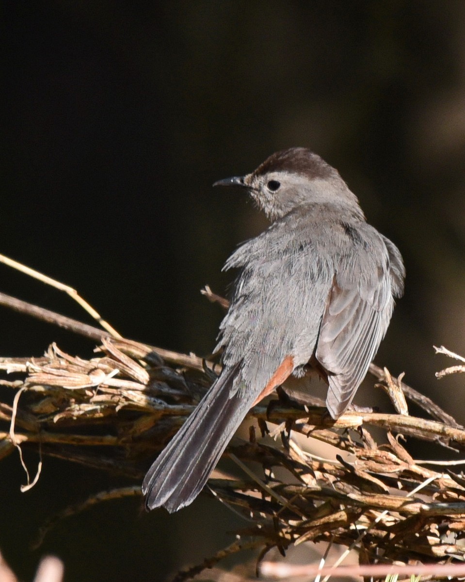 Gray Catbird - Barb and Lynn